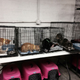 Image for article titled Police Find 68 Cats Living in a Van